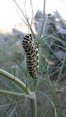 Papilio machaon