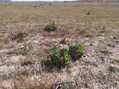 Melianthus