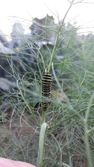 Papilio machaon
