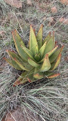 Aloe marlothii