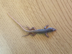 Aspidoscelis scalaris