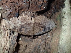 Erebus walkeri