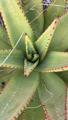 Aloe marlothii
