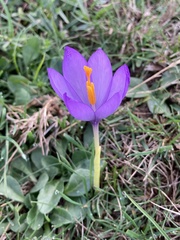 Crocus nudiflorus
