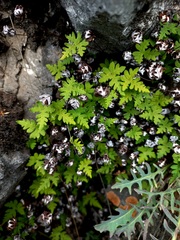 Aleuritopteris argentea