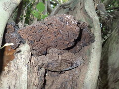 Erebus walkeri