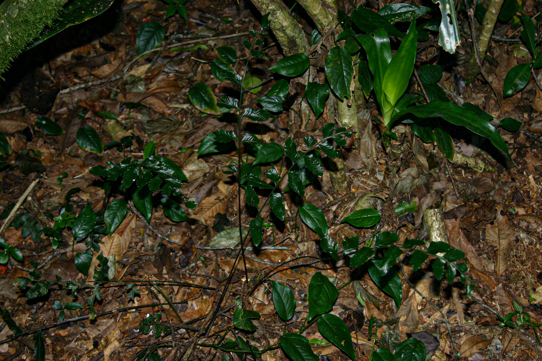 Asplenium christii Hieron. 2