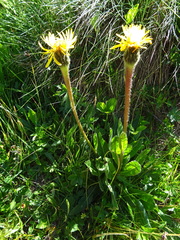 Hypochaeris uniflora