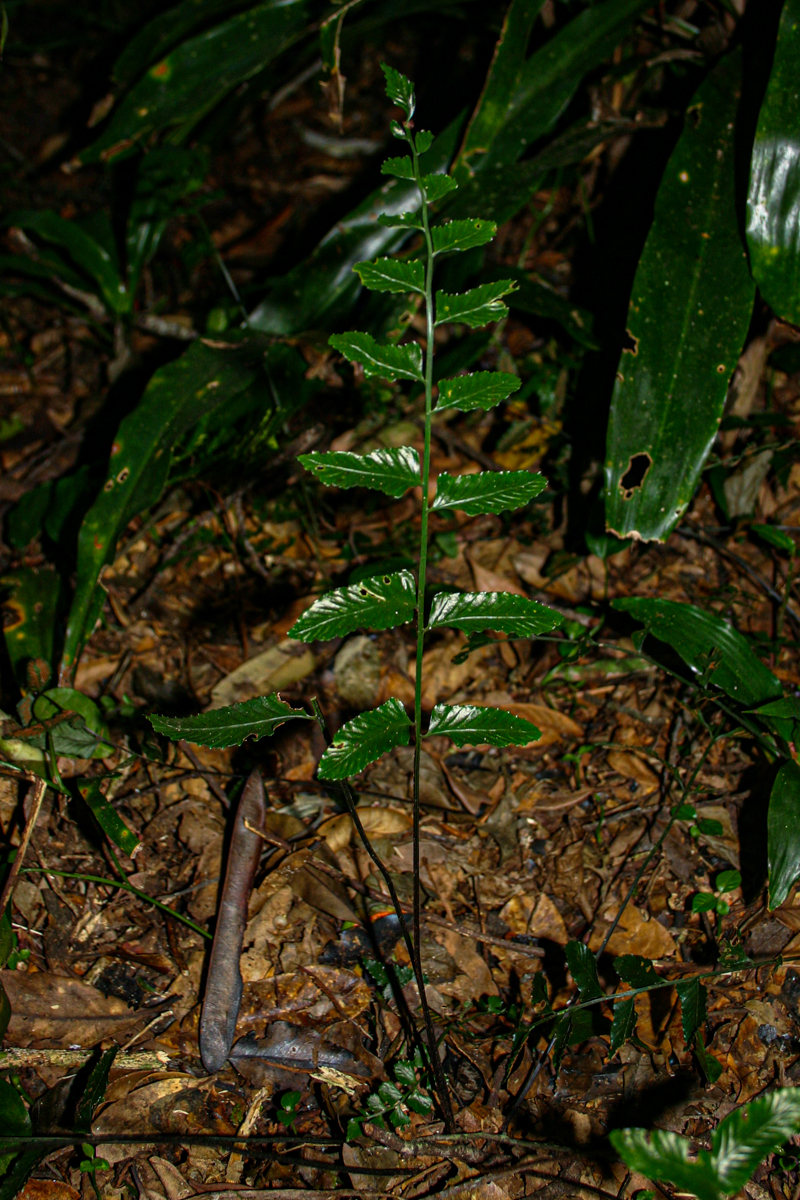 Asplenium christii