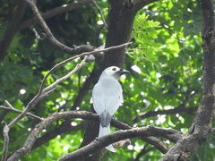 Dicrurus leucophaeus leucogenis