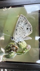 Lepidochrysops ignota