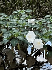 Datura