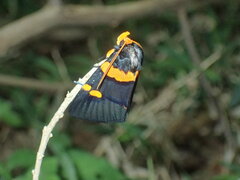 Egybolis vaillantina