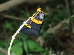 Egybolis vaillantina