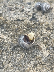 Echinolittorina aspera