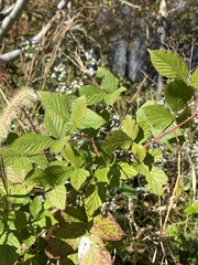 Rubus bifrons