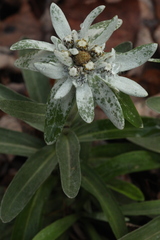 Leontopodium palibinianum