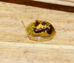 Cassida diomma