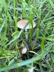 Candolleomyces candolleanus
