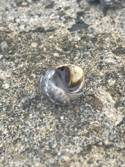 Echinolittorina aspera