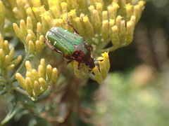 Leucocelis aeneicollis