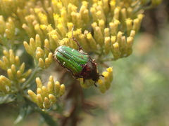 Leucocelis aeneicollis