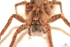 Centroctenus brevipes