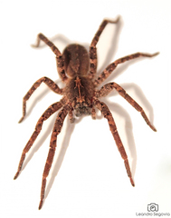 Centroctenus brevipes