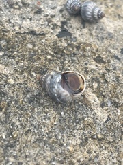 Echinolittorina aspera