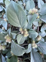 Alternanthera pungens