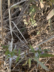 Symphyotrichum oblongifolium