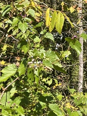 Ampelopsis glandulosa