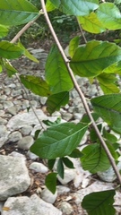 Ehretia anacua