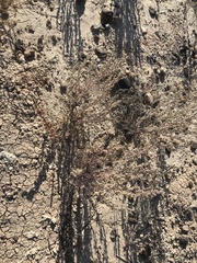 Halogeton glomeratus