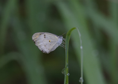 Colotis etrida