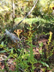 Hypericum hypericoides