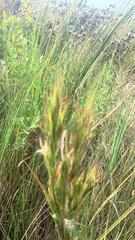 Andropogon glomeratus