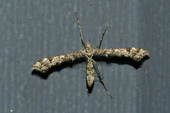 Amblyptilia punctidactyla