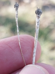 Arnoseris minima