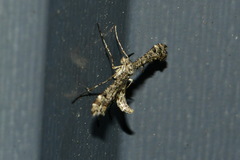 Amblyptilia punctidactyla