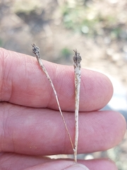 Arnoseris minima