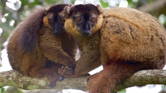 Eulemur collaris