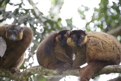 Eulemur collaris