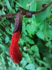 Salvia gesneriiflora