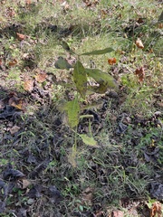 Asclepias syriaca