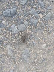 Lycosinae