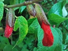 Salvia gesneriiflora