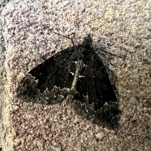 Marbled Carpet Moth, Heemskerklaan, Velp, Gelderland, NL, photo 10 of 10