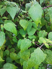 Salvia gesneriiflora