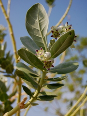 Calotropis procera